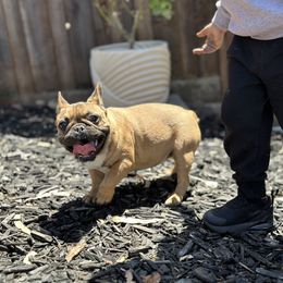 French Bulldog Puppies from Tribe of Judah Kennel