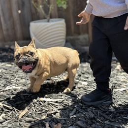 French Bulldog Puppies from Tribe of Judah Kennel