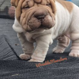 Hannibal - Red male Chinese Shar-Pei puppy in Salem, Ohio from WrinkleMonsters