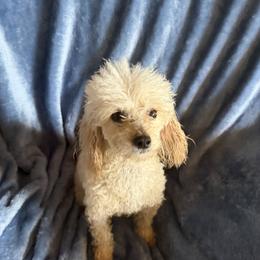 Lucy - Poodle