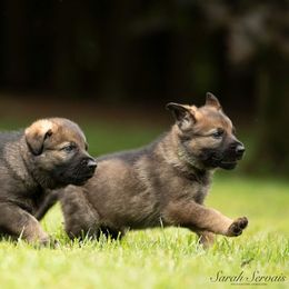 German Shepherd puppies from Vom Kiefernhaus