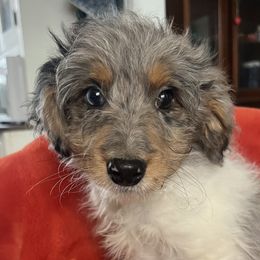 Thomas - Blue merle male Aussiedoodle puppy in Lowville, New York from Adirondack Labradoodles