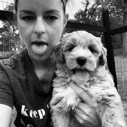 Australian Labradoodle Puppies from Integrity Labradoodles