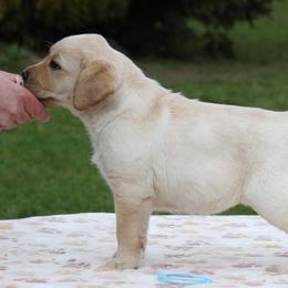 Labrador Retrievers from Brookstone Labradors