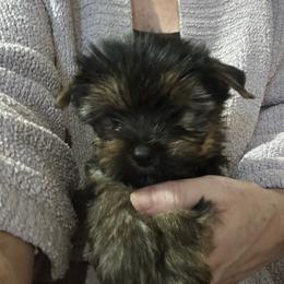 Enzo - Black and tan male Yorkshire Terrier puppy in Tulsa, Oklahoma from Yorker Puppy Palace