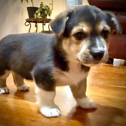 PINK - Black and tan female Pembroke Welsh Corgi puppy in Guilford, Indiana from Manning Family Farm