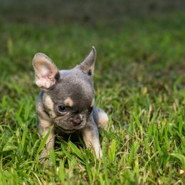 French Bulldog Puppies from Cocoskennel