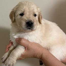 Minnow - Light golden female Golden Retriever puppy in Seville, Ohio from Retriever Ranch