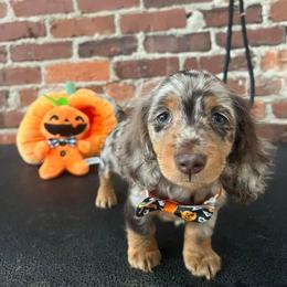 Dachshund Puppies from EntityDachs