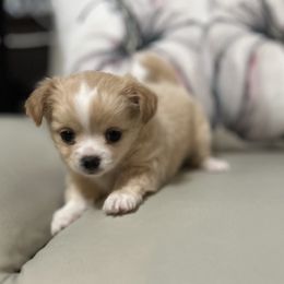 Diana - Cream and white female Chihuahua puppy in Chesapeake, Virginia from Elsbeth's Chihuahuas