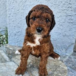 Sadie - Tri-color female Bernedoodle puppy in Daytona Beach, Florida from Beach Doodles