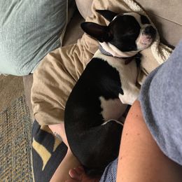 Boston Terrier All Grown Up from Ashley Miller