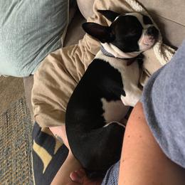 Boston Terrier All Grown Up from Ashley Miller