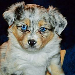 Miniature Australian Shepherd puppies from Charlene Brannon's Mini Australian Shepherds