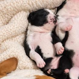 Little foot - Black and white female Boston Terrier puppy in Mascotte, Florida from The DogMother House of Bostons