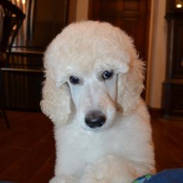 Poodle Puppies from D and D Standard Poodles