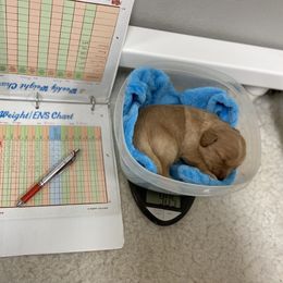 Australian Labradoodle Puppies from Salona Australian Labradoodles