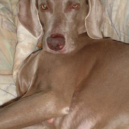 Weimaraner All Grown Up from Megan's Weimaraners