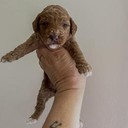Girl 1 - Red  female Goldendoodle puppy in Hopkins County, Texas from Boutique Doodles