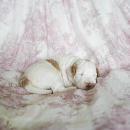 Sparky - Parti female Goldendoodle puppy in Vancouver, Washington from Blissful Doodles