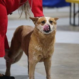 Barbie - Red speckled female Australian Cattle Dog puppy in Sanger, Texas from Straight Arrow Australian Cattle Dogs