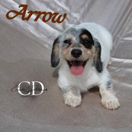 Arrow - Dapple male Dachshund puppy in Huntington, Texas from Camacho_Dachshunds