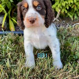 BB1 - Liver white and tan male English Springer Spaniel puppy in Britton, South Dakota from K&S Canines