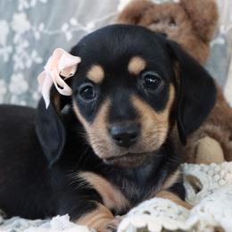 Sunflower - Black and tan female Dachshund puppy in Wakarusa, Indiana from PuppyLove Dachshunds
