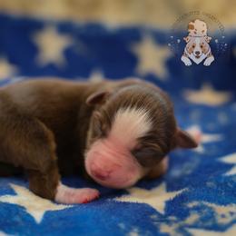 America - Red tri female Miniature Australian Shepherd puppy in San Antonio, Texas from Wigglebutts Unlimited