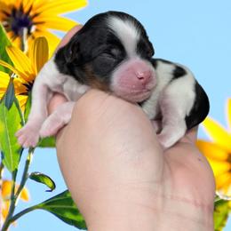 Male 4 - Black and white male Shihpoo puppy in Coshocton, Ohio from Forever Family Puppies