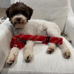Rosie - Off-white female Lagotto Romagnolo puppy in Akron, New York from Almar Lagotto