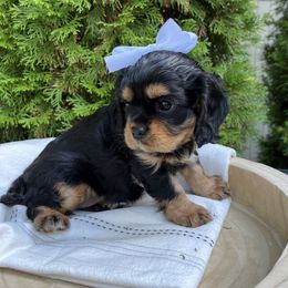 Cavalier King Charles Spaniel Puppies from Ruby’s puppies