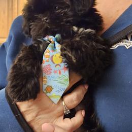 Shih Tzu Puppies from Prairie Creek Puppies