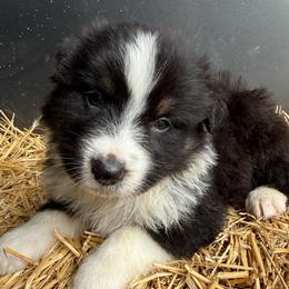 Coal - Black tri-color male Australian Shepherd puppy in Stanford, Kentucky from Red Feather Aussies