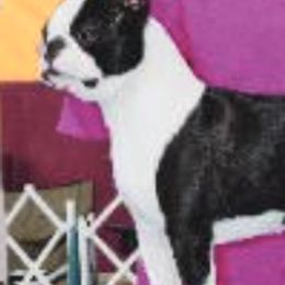 Boston Terriers from Zuran Show Dogs