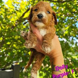 Cockapoo Puppies from Ashley Dedmon