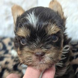 Elvis - Chocolate, tan and white male Yorkshire Terrier puppy in Gaylesville, Alabama from Sweet Alabama Yorkies