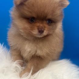Pee wee - Chocolate merle male Pomeranian puppy in Brentwood, California from Royalpawpoms