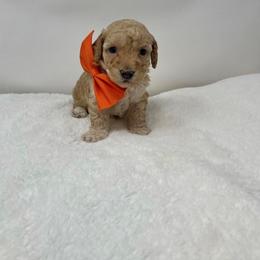 Maltipoo Puppies from Piper N Penny