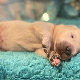 Golden Retriever Puppies from English Cream Goldens in Georgia