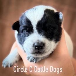 Boy 3 - Blue male Australian Cattle Dog puppy in Blackfoot, Idaho from Circle C Australian Cattle Dogs