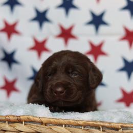 Dolly - Chocolate female Labrador Retriever puppy in Williamston, South Carolina from Dutton Dog Co & Dalla Grazia Doberman