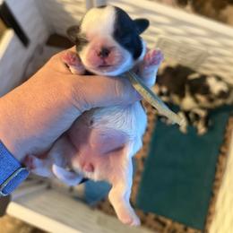 Mint - Black and white female Shih Tzu puppy in Berkeley Springs, West Virginia from Sandridge Shih Tzus