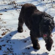 Bouvier des Flandres All Grown Up from Black Bears Critters