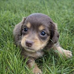 Hershey - Chocolate and tan female Dachshund puppy in Salem, Oregon from Longdox Mini Dachshunds