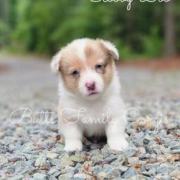 Scooby-Doo - Sable merle and white male American Corgi puppy in Cameron, North Carolina from Butts Family Corgis