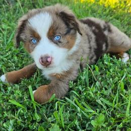 Turbo - Red merle male Miniature Australian Shepherd puppy in Paris, Texas from Blue Envy Mini Aussies
