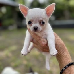 Mabel - White female Chihuahua puppy in Saint Johns, Florida from Acme Chihuahuas (Cheeky Chis)