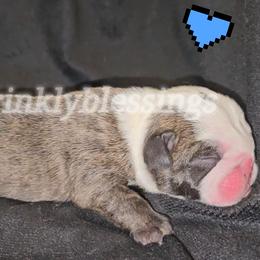 Otis - Red brindle and white male Bulldog puppy in Granville, Iowa from Wrinkly Blessings English Bulldogs
