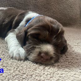English Springer Spaniel Puppies from Picky’s Puppies